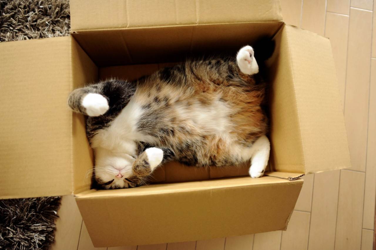 Почему коты так любят коробки