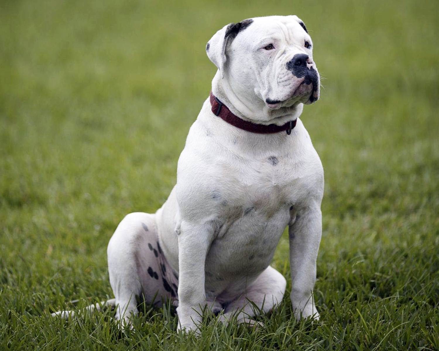 Американский бульдог: фото, описание, характер, цена собаки, отзывы ✔