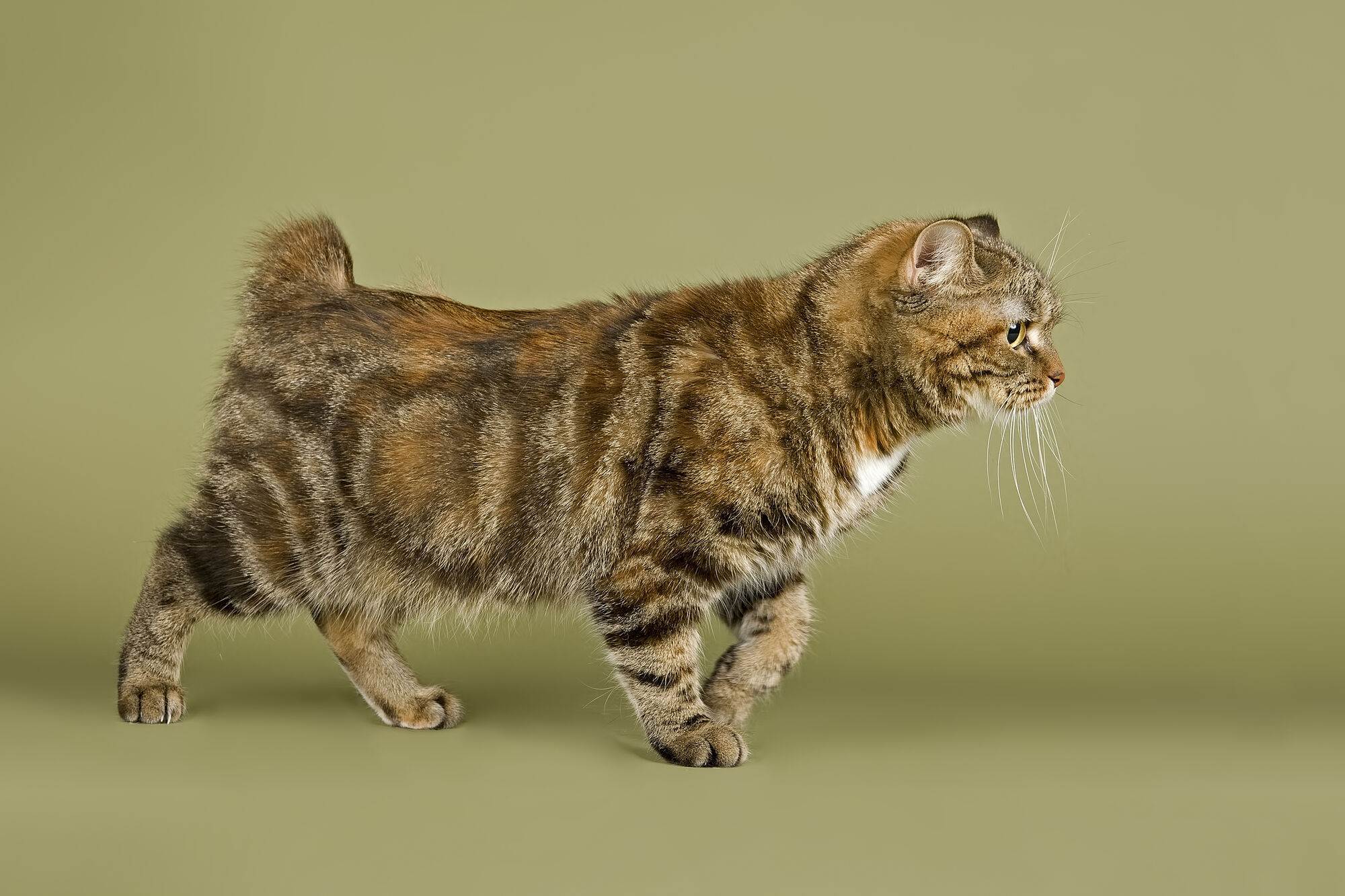 Мэнкс (мэнская кошка): описание породы, характер, отзывы, фото