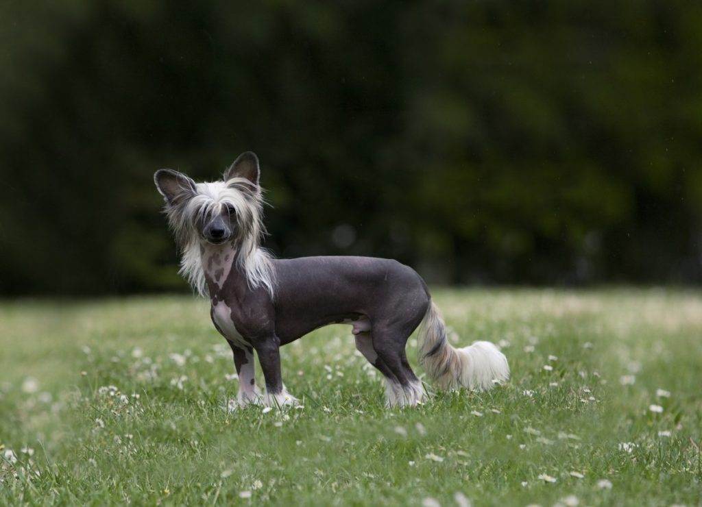 Китайская пуховая хохлатая — фото, особенности собак, уход за шерстью пуховок