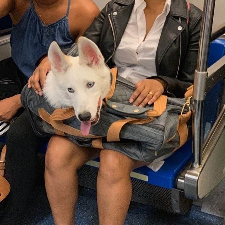 Как перевозить собаку в общественном транспорте и каким правилам придерживаться