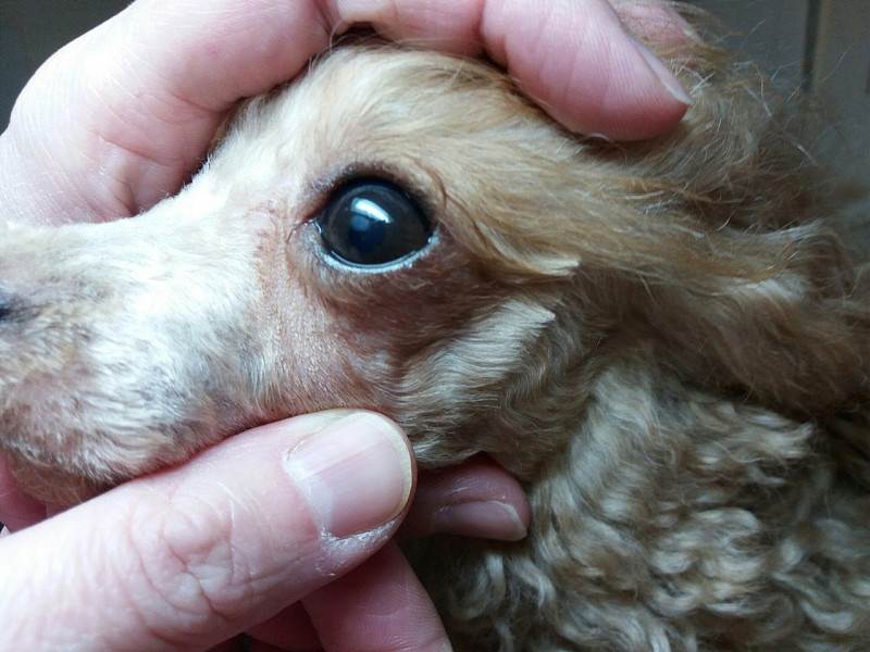 Слезятся глаза у собаки: причины, лечение, что делать если опух глаз, чешется