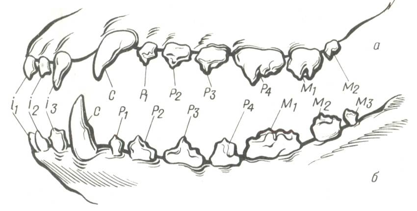 Зубы коровы: анатомия строения челюсти крс, формула и схема расположения