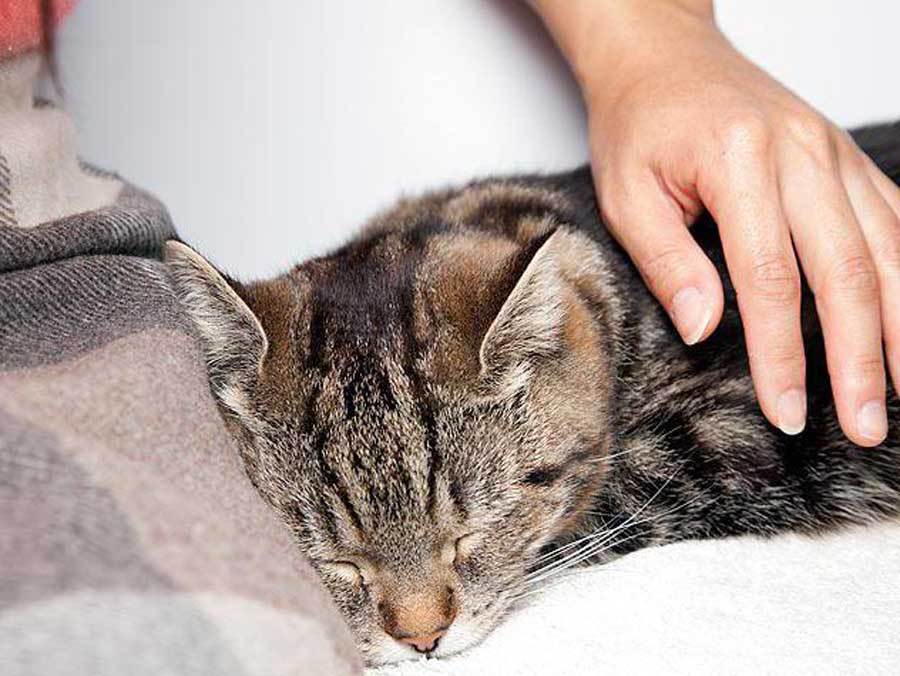 Инфекция у кошек: симптомы, причины и лечение