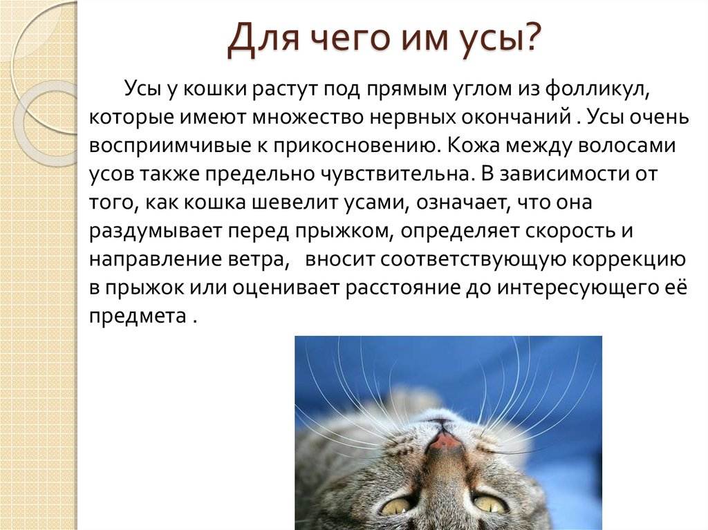 Кошачьи усы (вибриссы): баллансир или система навигации? зачем кошкам нужны усы?