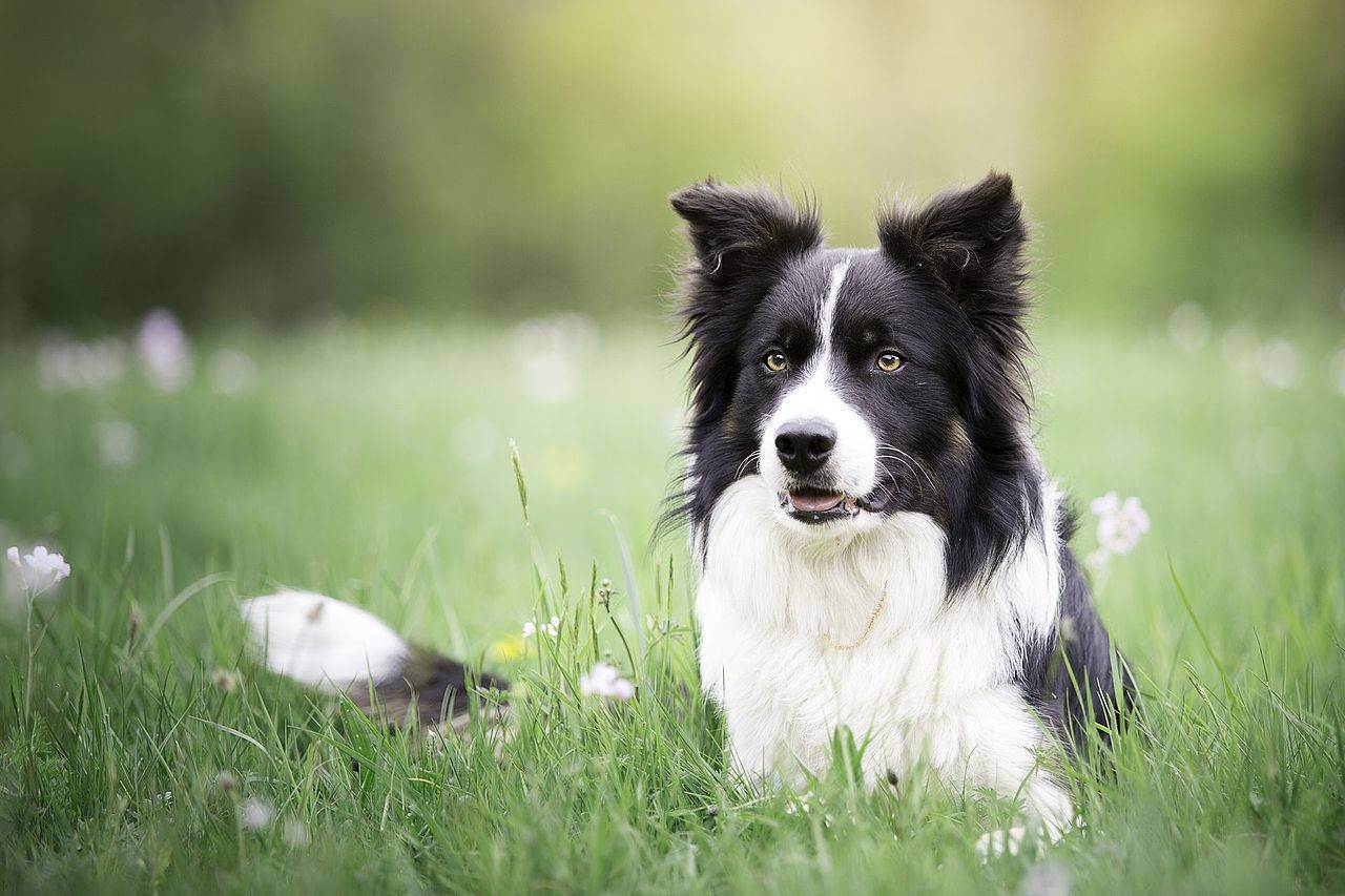 Бордер колли — фото, описание породы собак, особенности, характер, отзывы владельцев, цена щенка