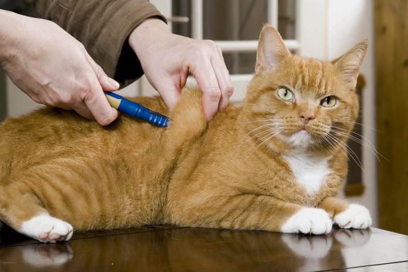Как сделать внутримышечный укол кошке: полезные советы котовладельцам