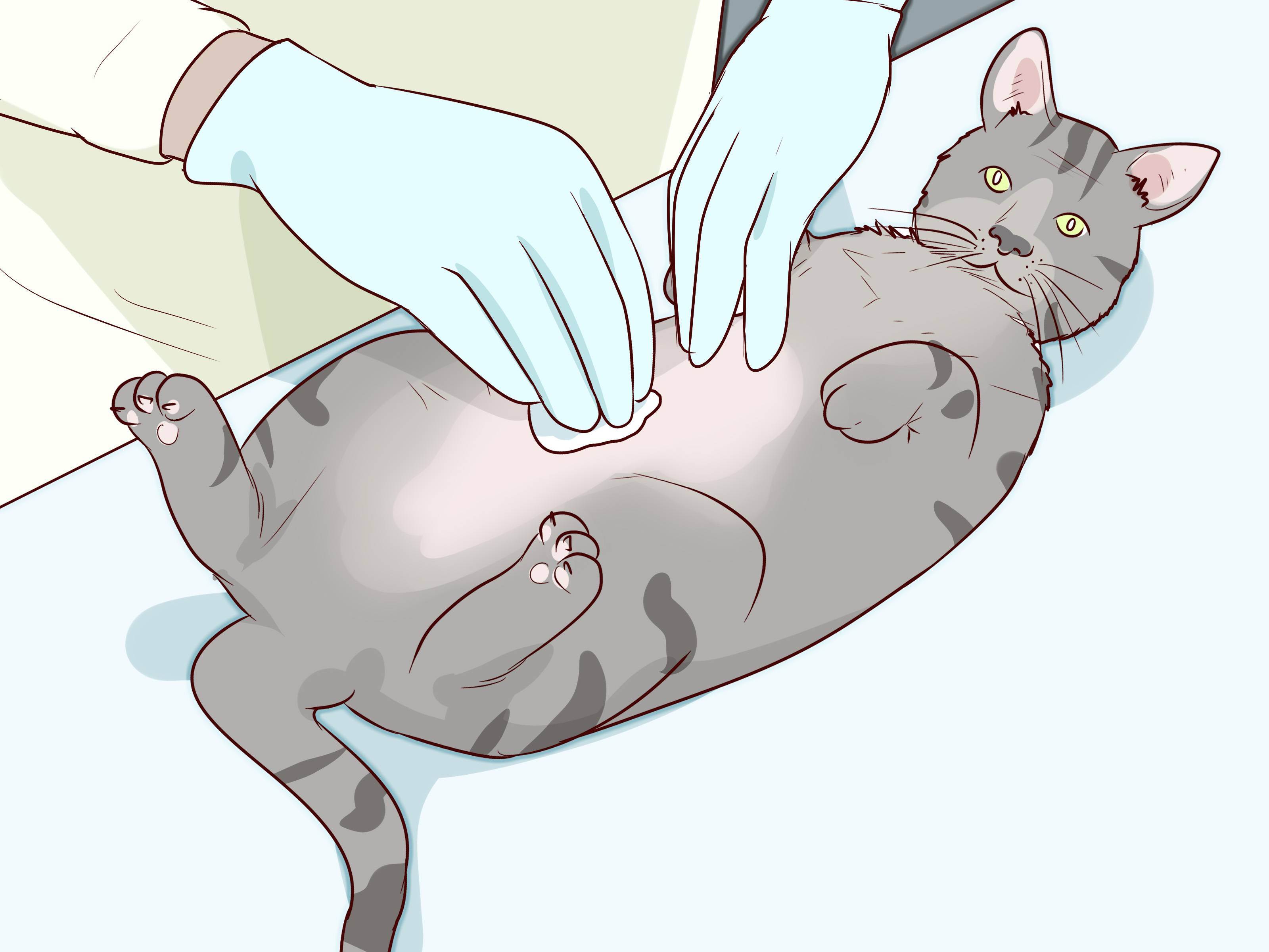 Заболевание пиометра у кошек — симптомы и лечение