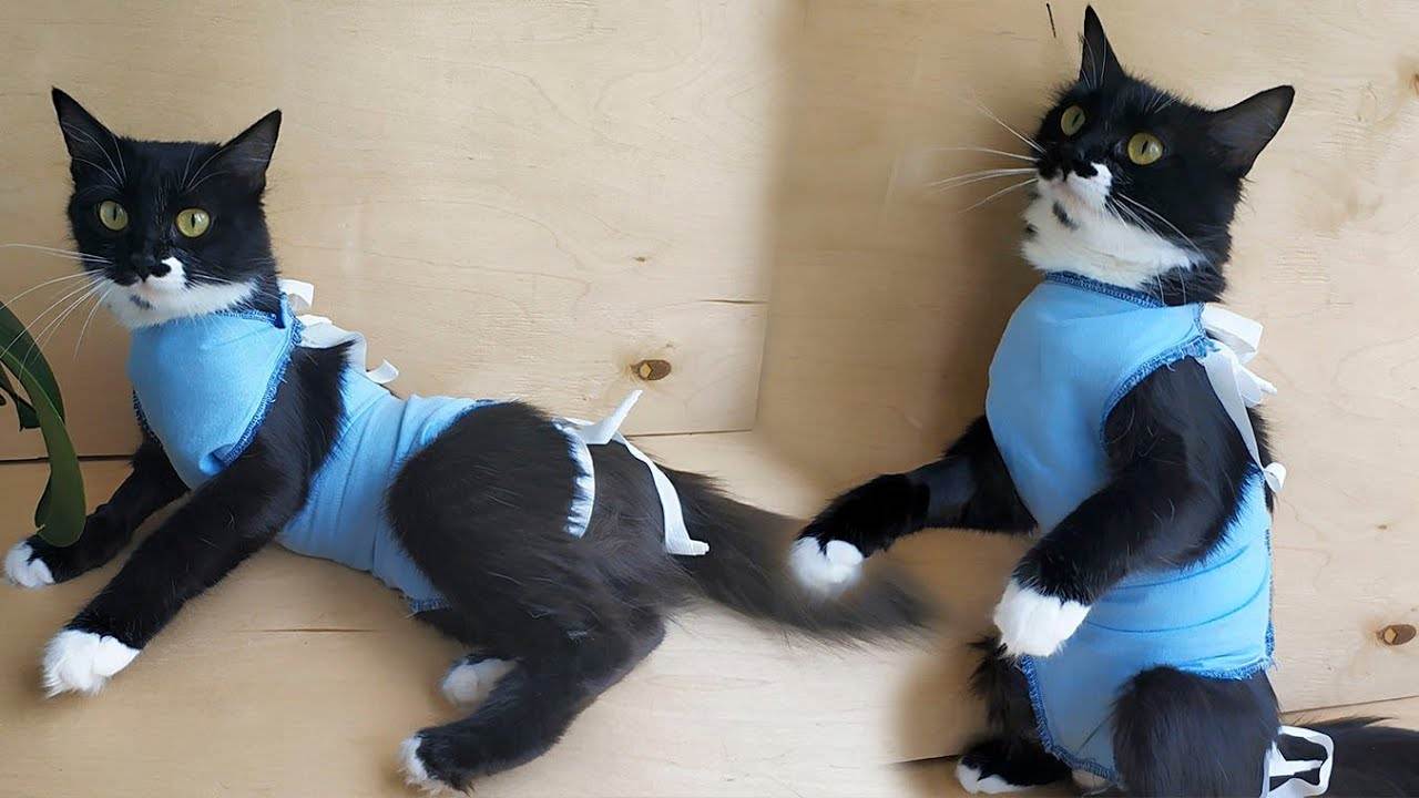 Как сделать костюм кошки своими руками: инструкция, выкройки