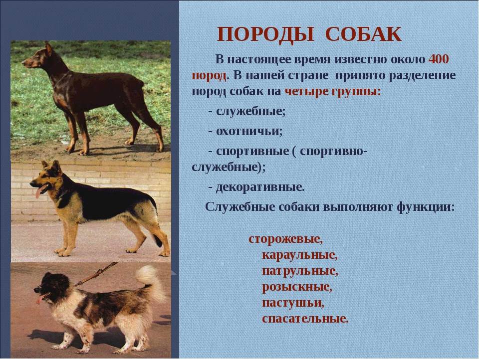 Породы собак с фотографиями и названиями: список по алфавиту