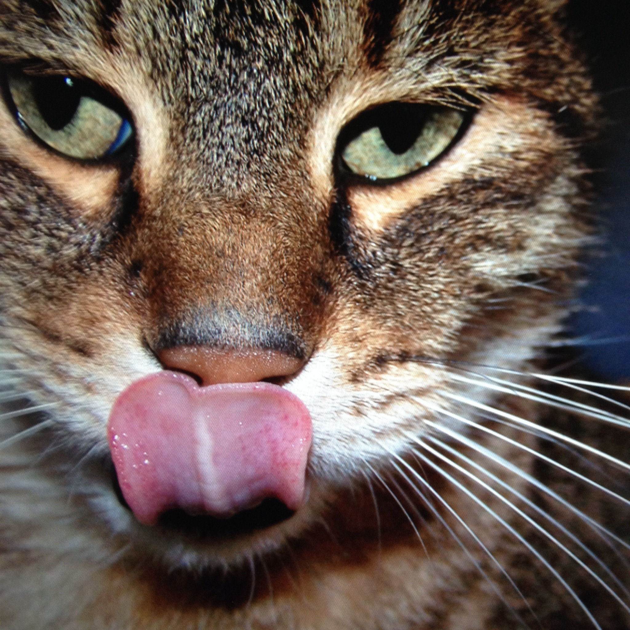 13 причин почему кошка дышит с открытым ртом - что делать