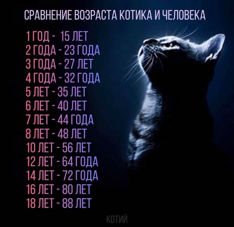 Как определить, посчитать возраст кошки, кота по человеческим меркам: расчет, таблица возраста кошек и человека. сколько лет живут кошки, коты по человеческим меркам? как определить биологический возраст кошки, кота? кошки долгожители: рекорды, породы