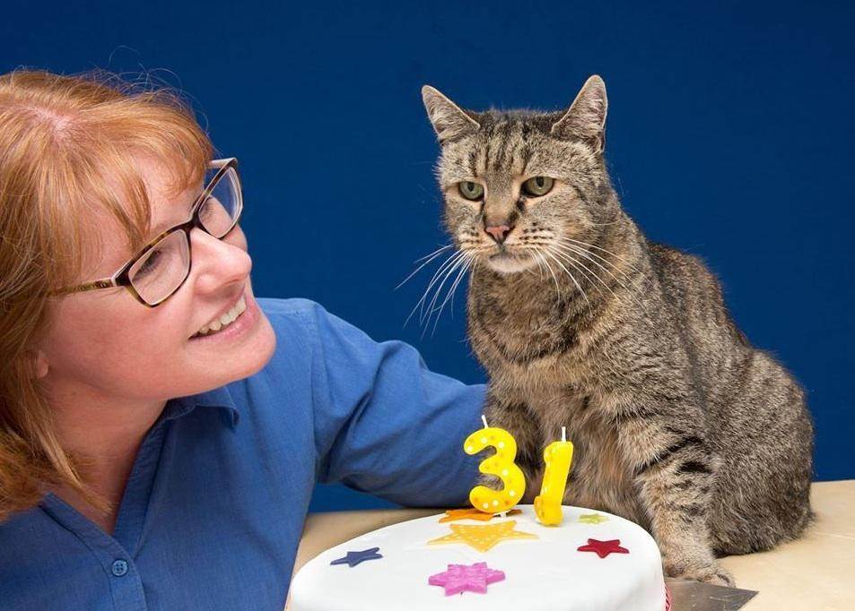 Кошки и коты долгожители: в чём секрет кошек, отметивших 30 летние юбилеи?