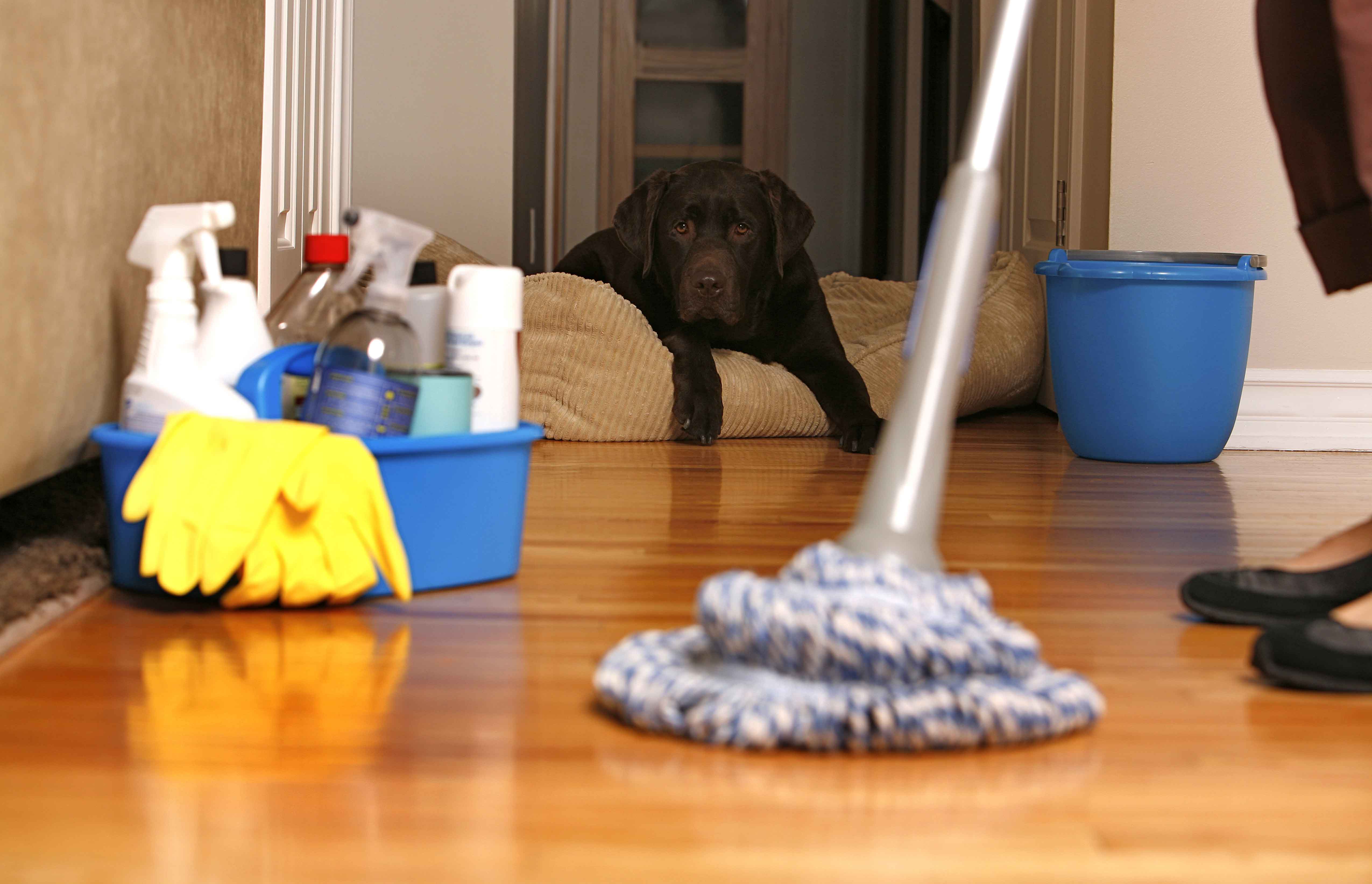 Как избавиться от запаха собачьей мочи в квартире