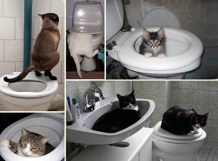 Как приучить котенка к туалету: просто и быстро