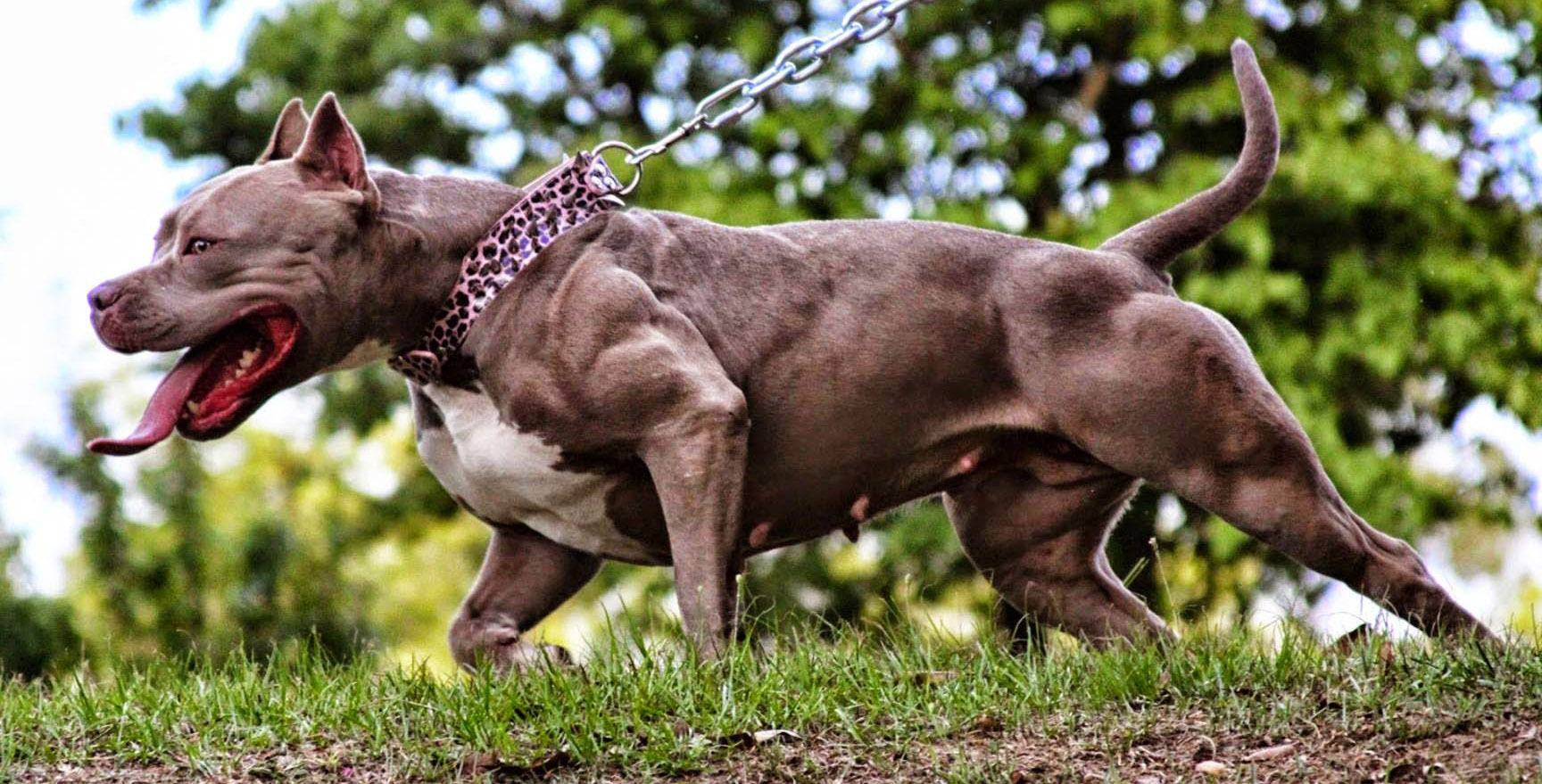 Какие породы собак самые сильные: как измерить силу, особенности и описание