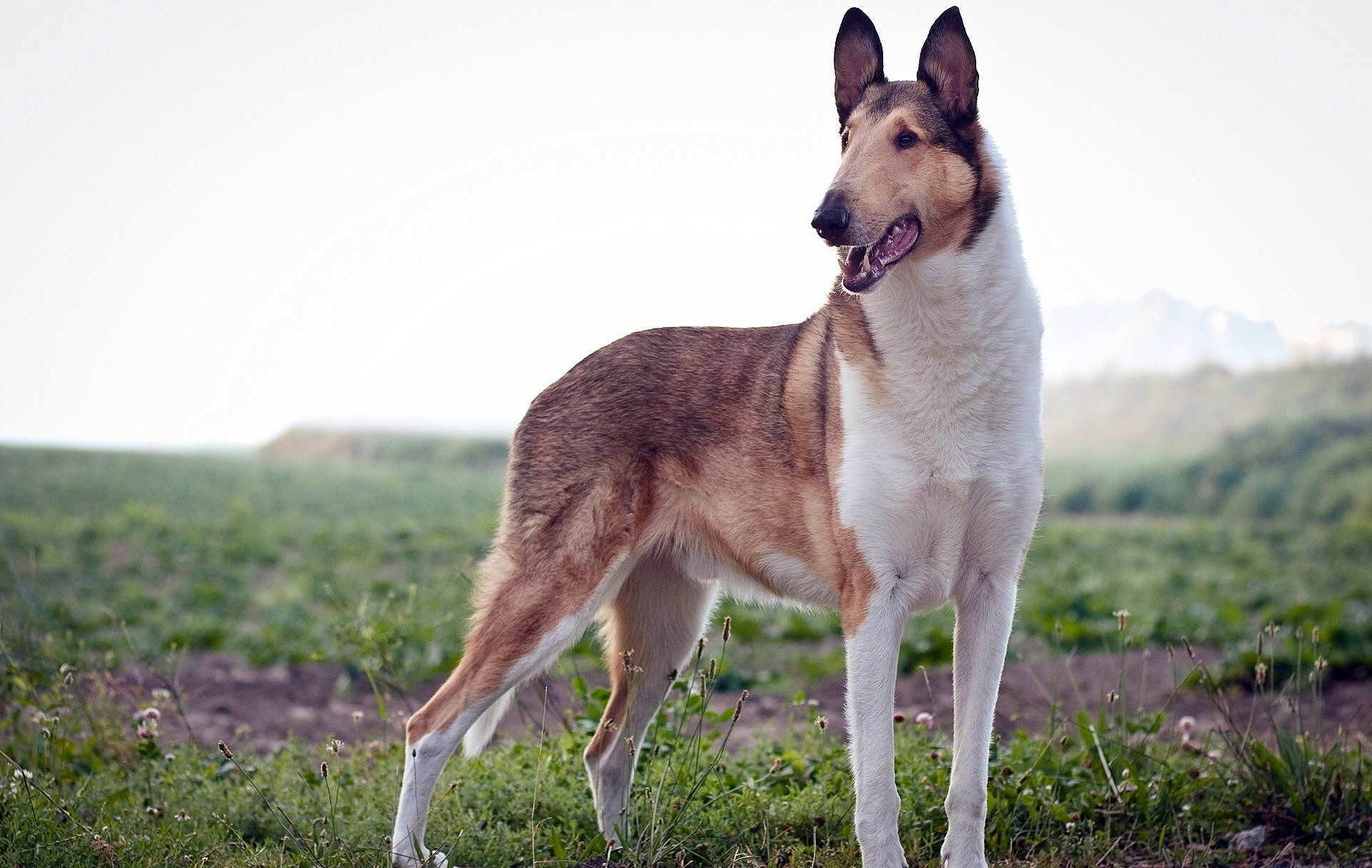 Короткошерстный колли — фото, описание породы собак, особенности