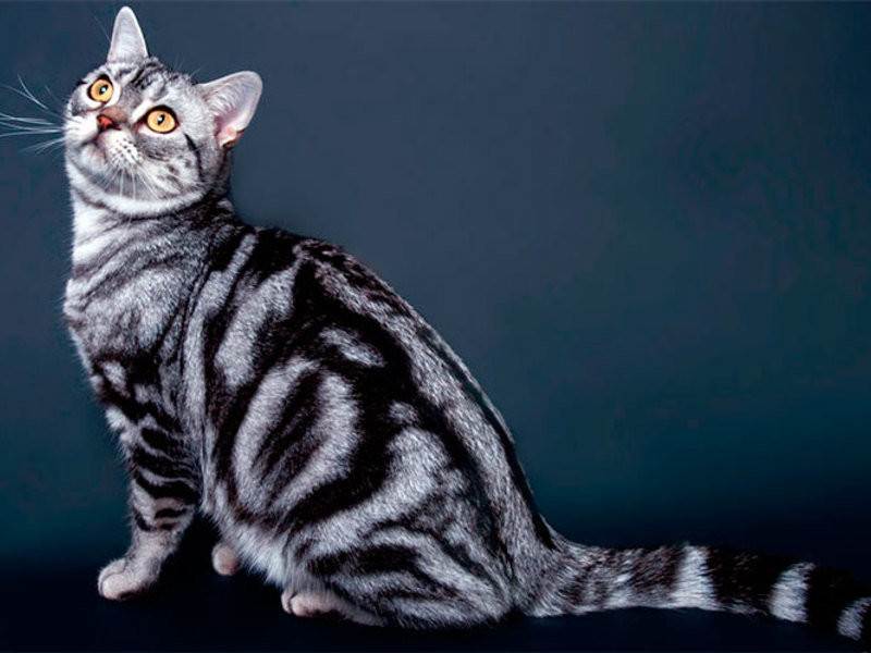 Американская короткошерстная кошка: фото, характер