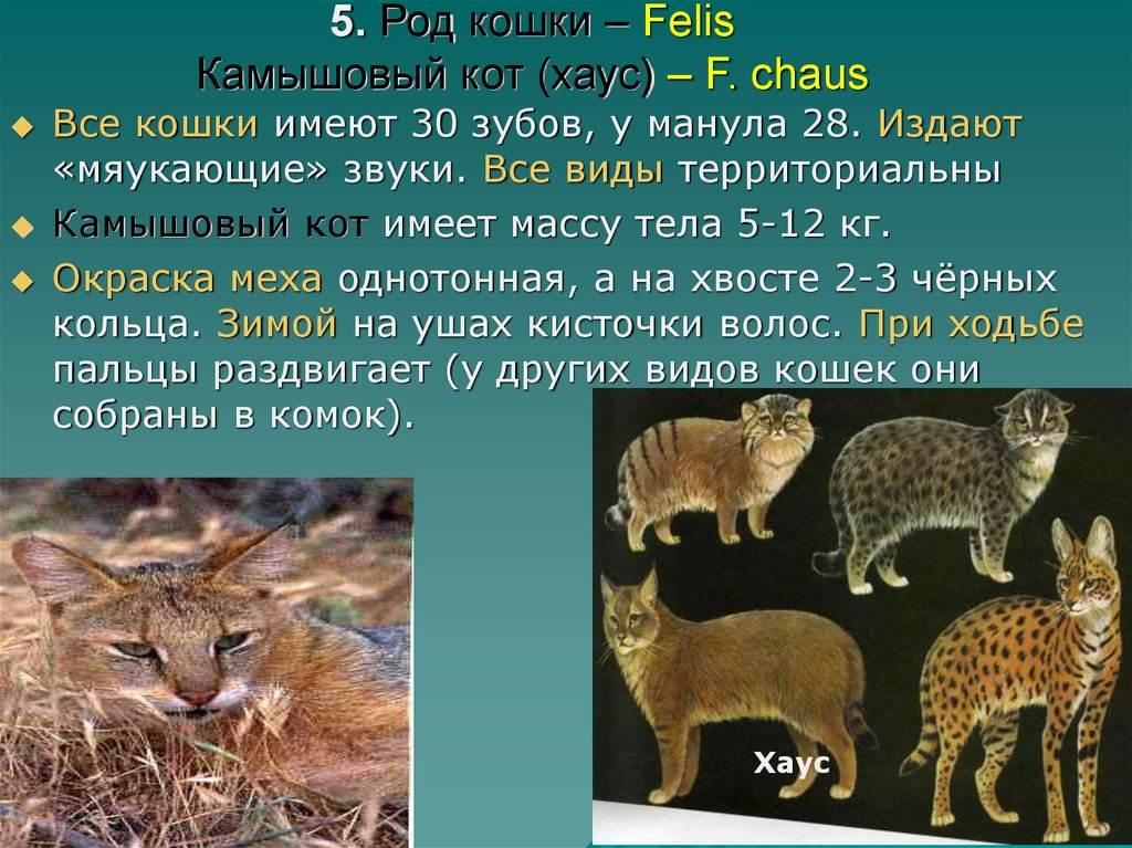 Камышовый кот. образ жизни и среда обитания камышового кота | животный мир