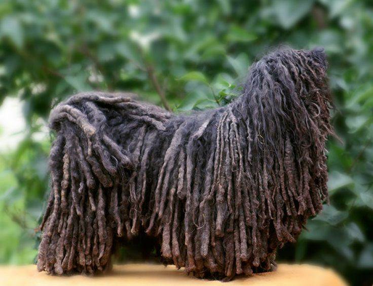 Муди - порода собак, венгерская пастушья овчарка