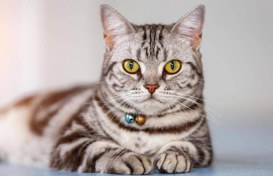 Гладкошерстные породы кошек: фото, описание каждой породы