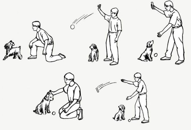 Как научить собаку первым командам: дрессировка собаки в домашних условиях
