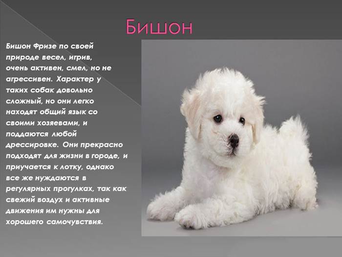 Бишон фризе: описание породы собак, отзывы, плюсы и минусы, уход и содержание