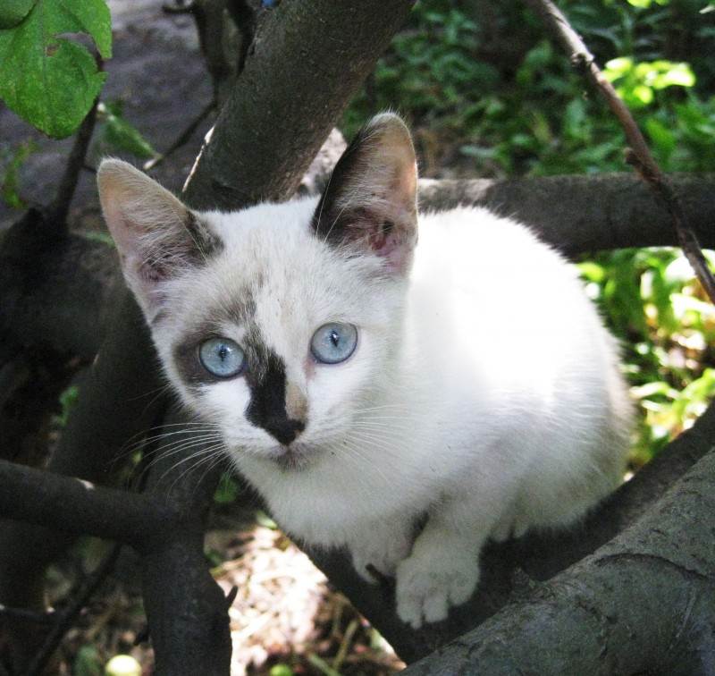 Сококе: описание породы, характер кошки, советы по содержанию и уходу, фото