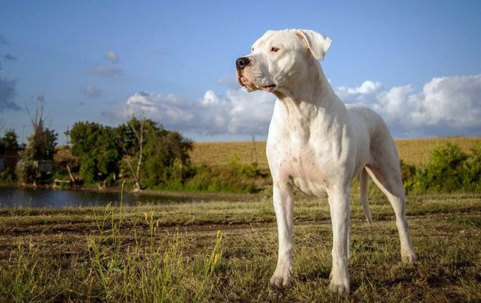 Аргентинский дог: как выглядит питомец на фото, описание породы и характер, а также отзывы владельцев о черном и белом щенке