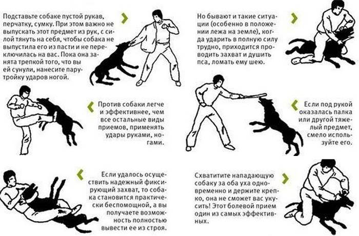 Как защититься от собаки на улице