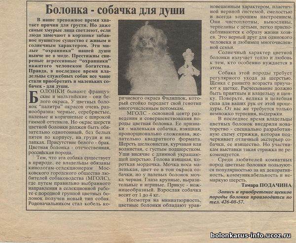 Описание породы собак русская цветная болонка: характер, уход, предназначение