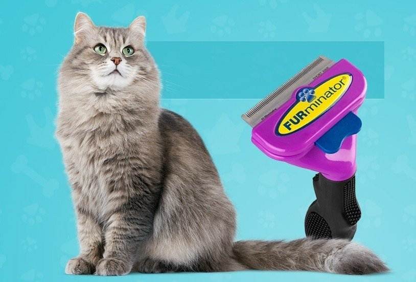 Как выбрать фурминатор для длинношерстных кошек и как правильно пользоваться щеткой-расческой?