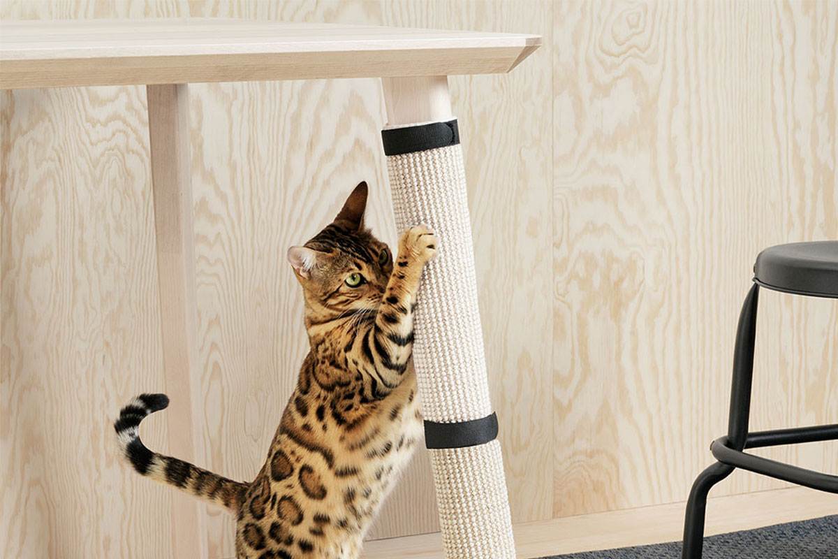 Как отучить кошку драть обои и мебель: советы и рекомендации экспертов | ваши питомцы