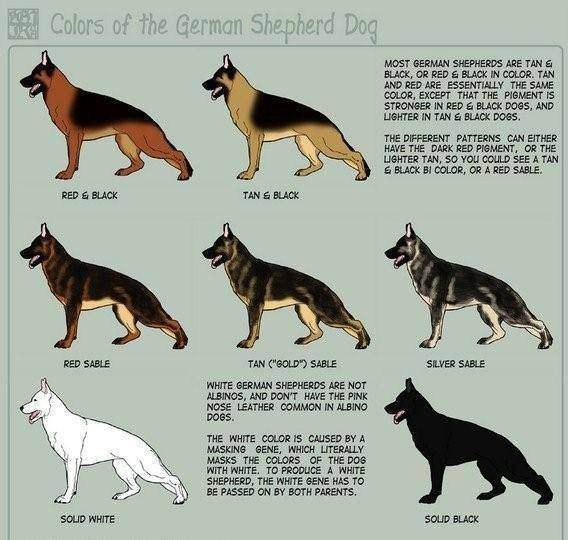 Окрас немецкой овчарки: виды, названия с фото | собаки мира