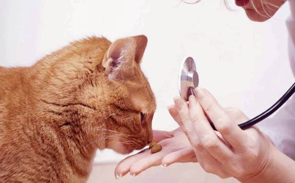 13 симптомов инсульта у кошек – лечение и профилактика