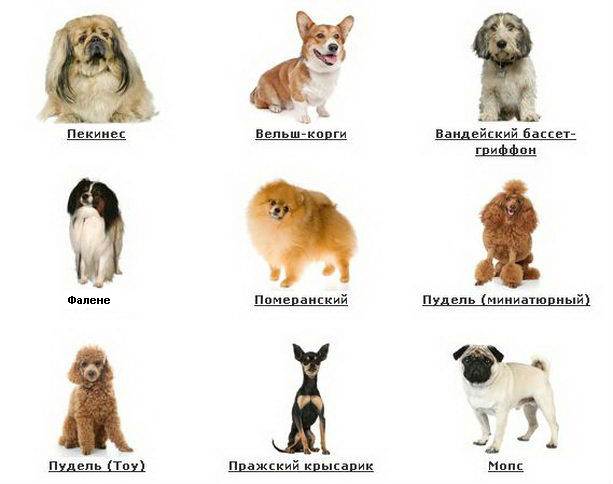 Самые маленькие породы собак в мире: фото, названия, описания