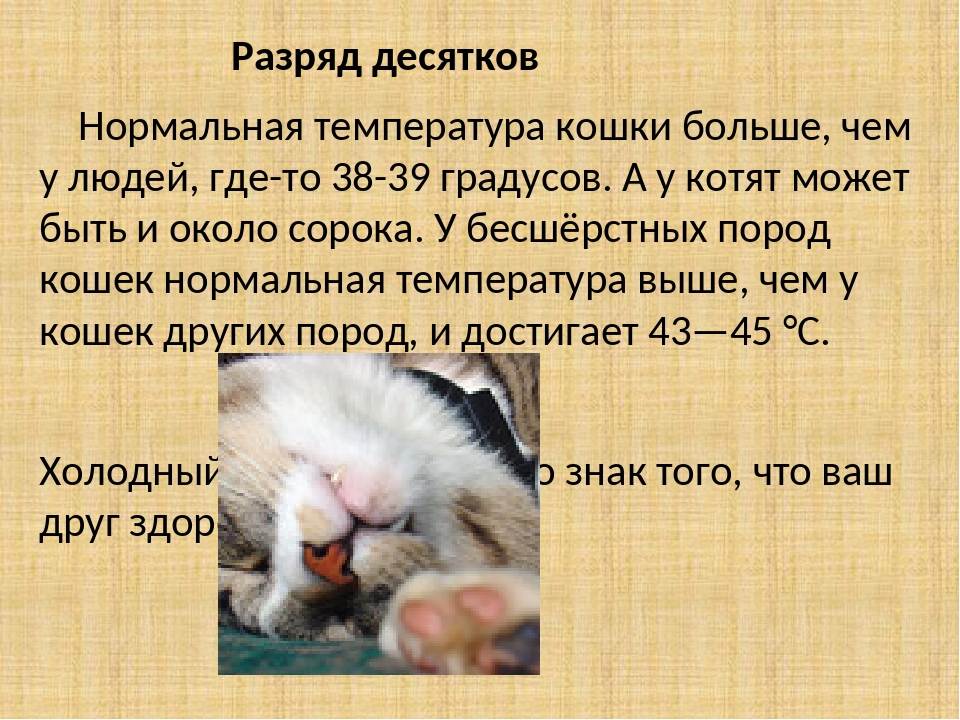 Температура тела кошки – норма и отклонения, как измерить, что делать при повышении и понижении