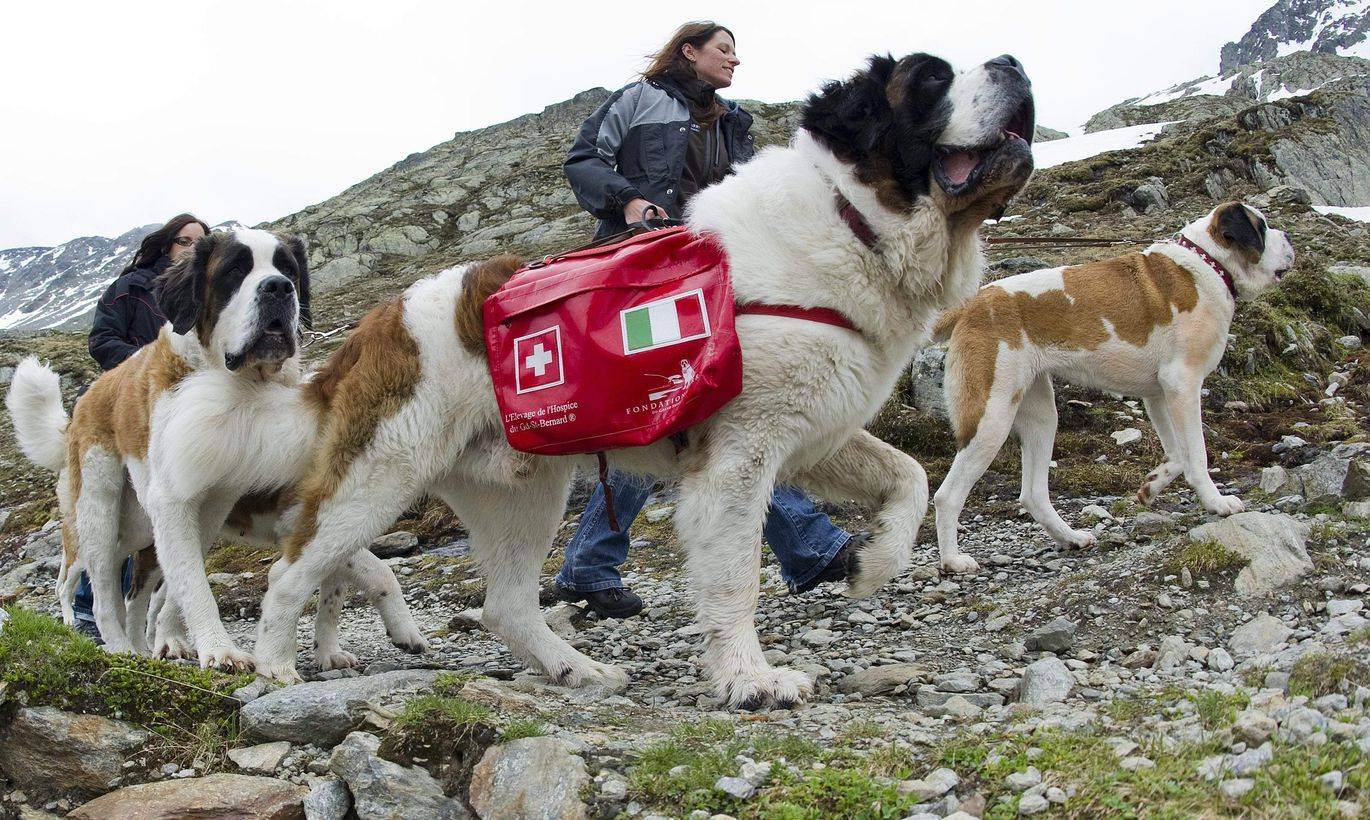 8 лучших пород собак спасателей: описание и характеристика