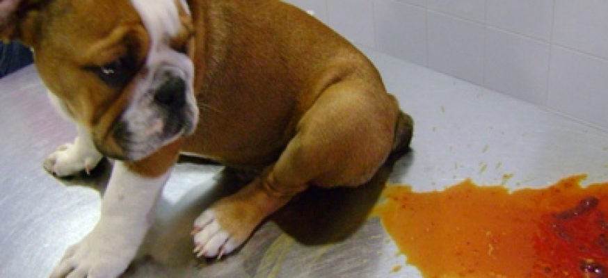 Кровь в кале у собаки и можно ли это лечить на домуветлечебница рос-вет