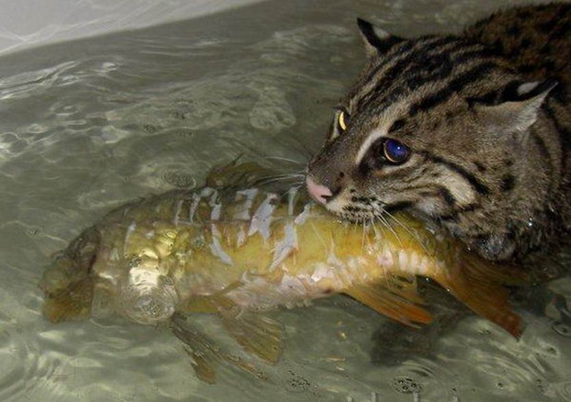 Виверровый кот - любитель порыбачить
