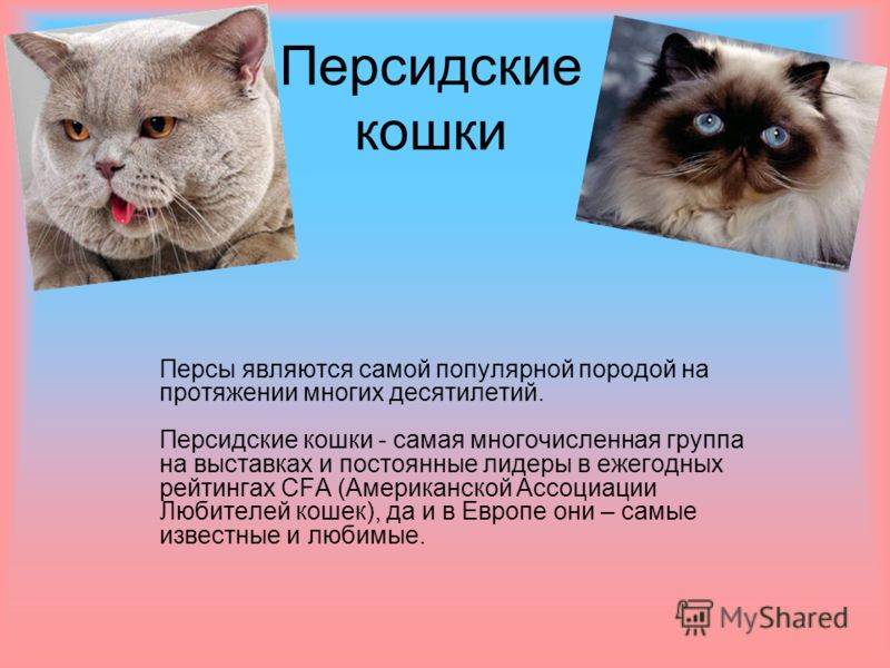 Кельтская кошка европейская короткошерстная: фото и описание экстерьера, характер и содержание