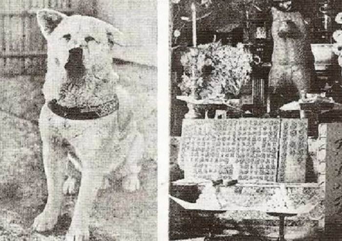 Хатико - собака, которая всемирно известна, как японский национальный символ преданности.