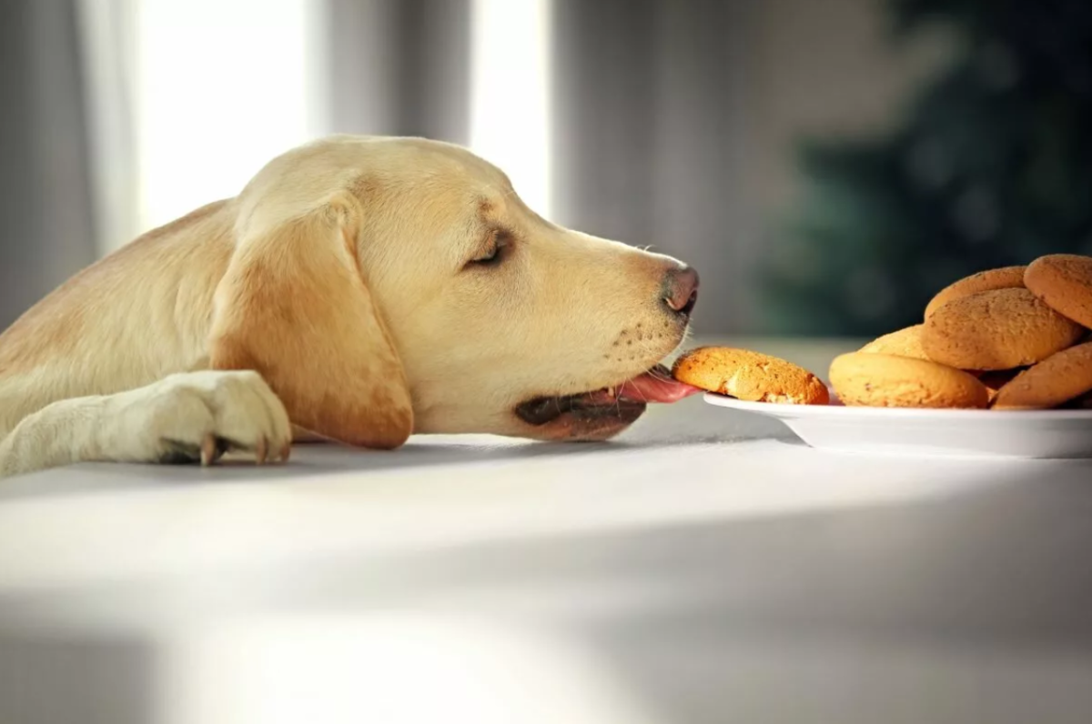 Питание собак: человеческая еда, опасность, причины, чем кормить