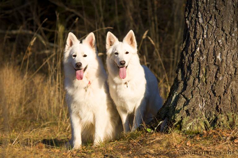 Белая швейцарская овчарка — тонкости содержания и особенности характера собаки узнайте в статье с фото новинками!