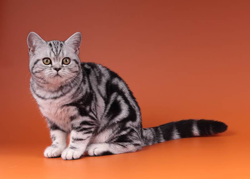Окрас британских кошек и котов: описание по видам, фото