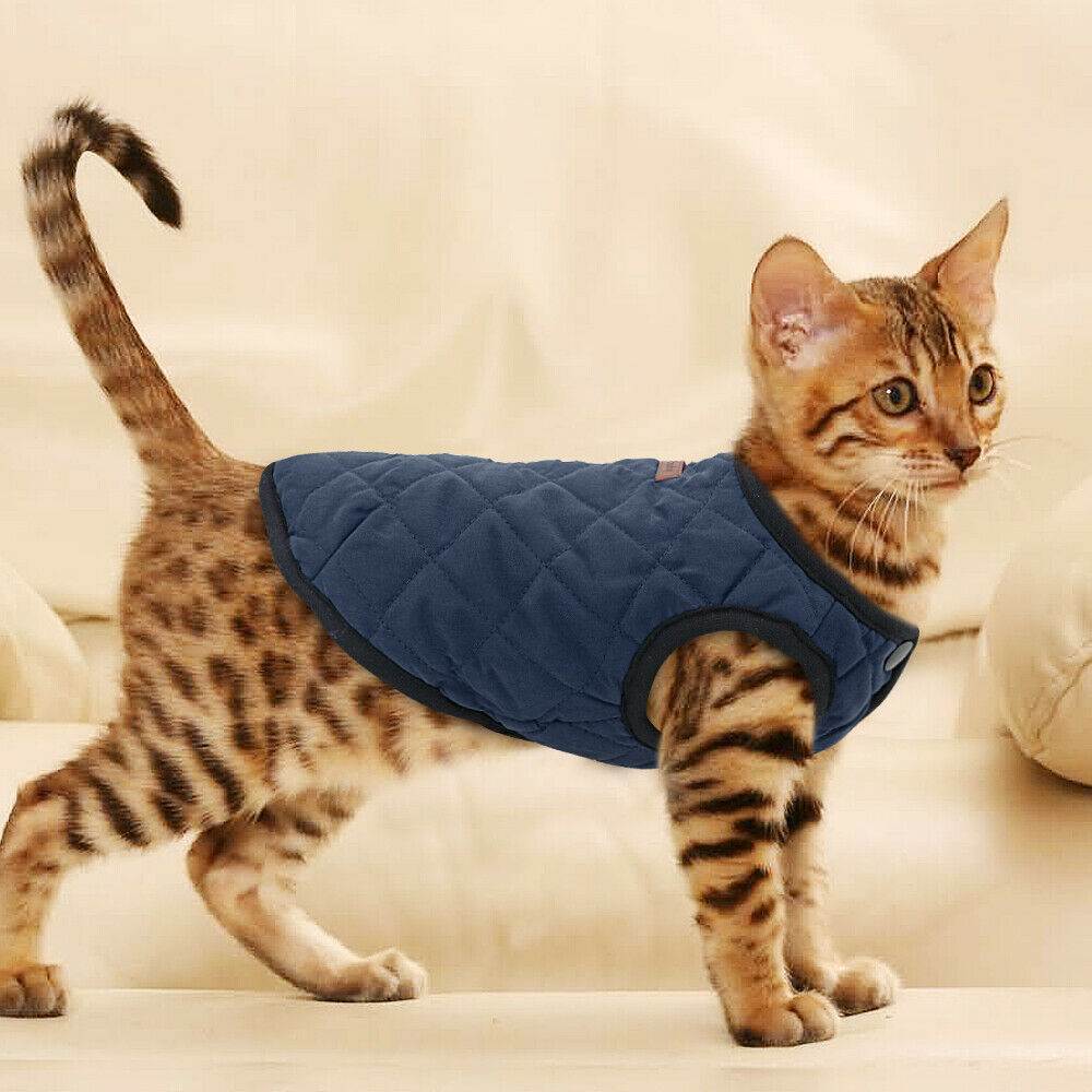 ᐉ как сделать одежду для кота, платье для кошки - zoomanji.ru
