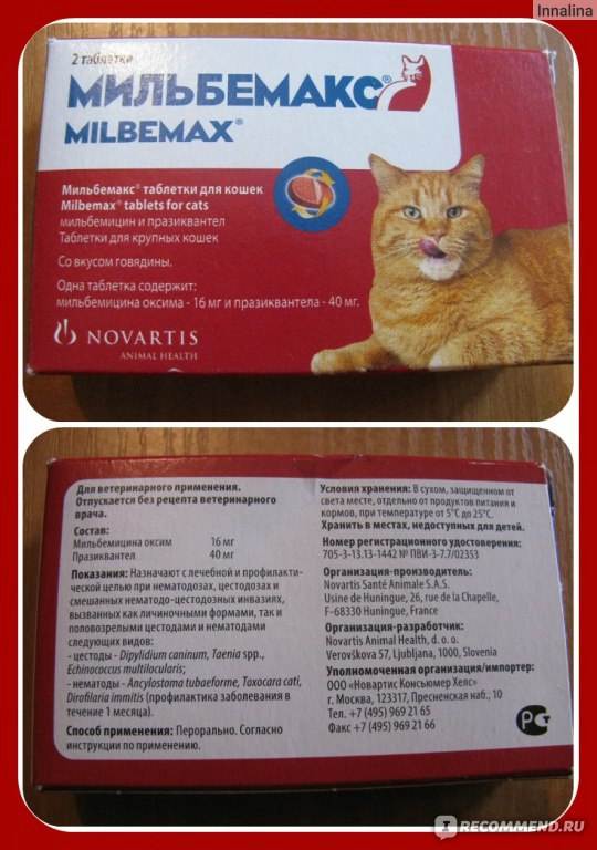 Каниквантел для кошек, инструкция по применению: как давать питомцу таблетки от глистов?