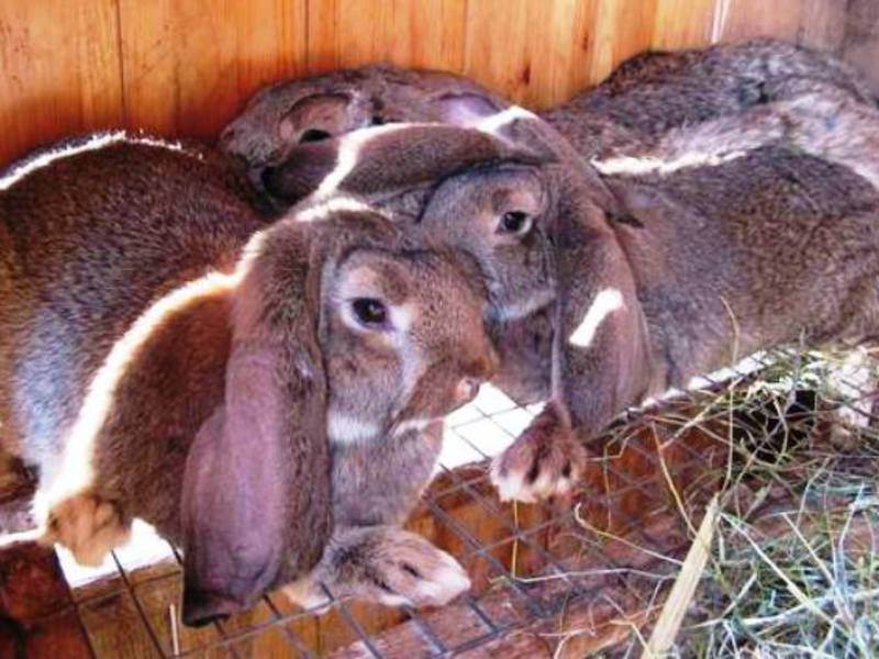 Особенности породы кроликов французский баран - omvesti.com
