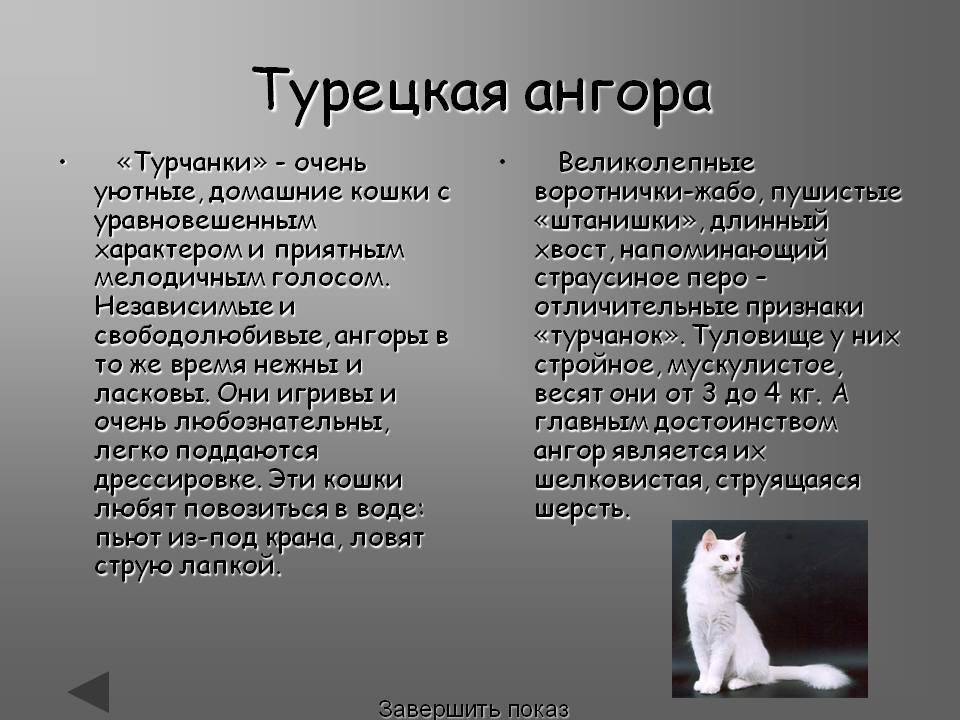 Порода кошки турецкая ангора: характеристики, фото, характер, правила ухода и содержания - petstory