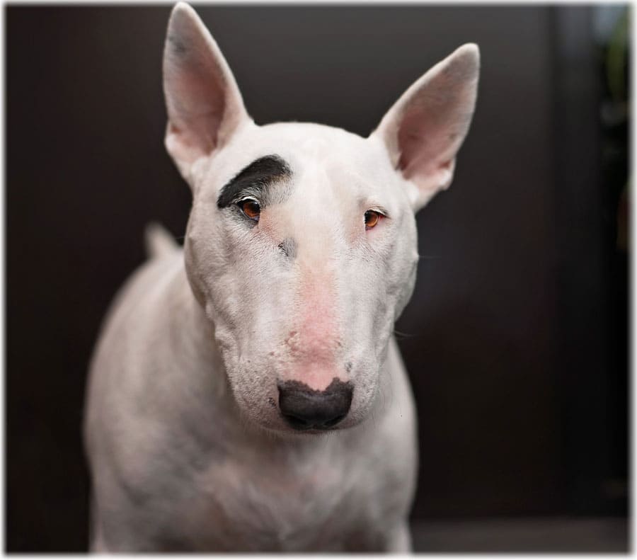 Бультерьер: фото собаки, описание и характер породы